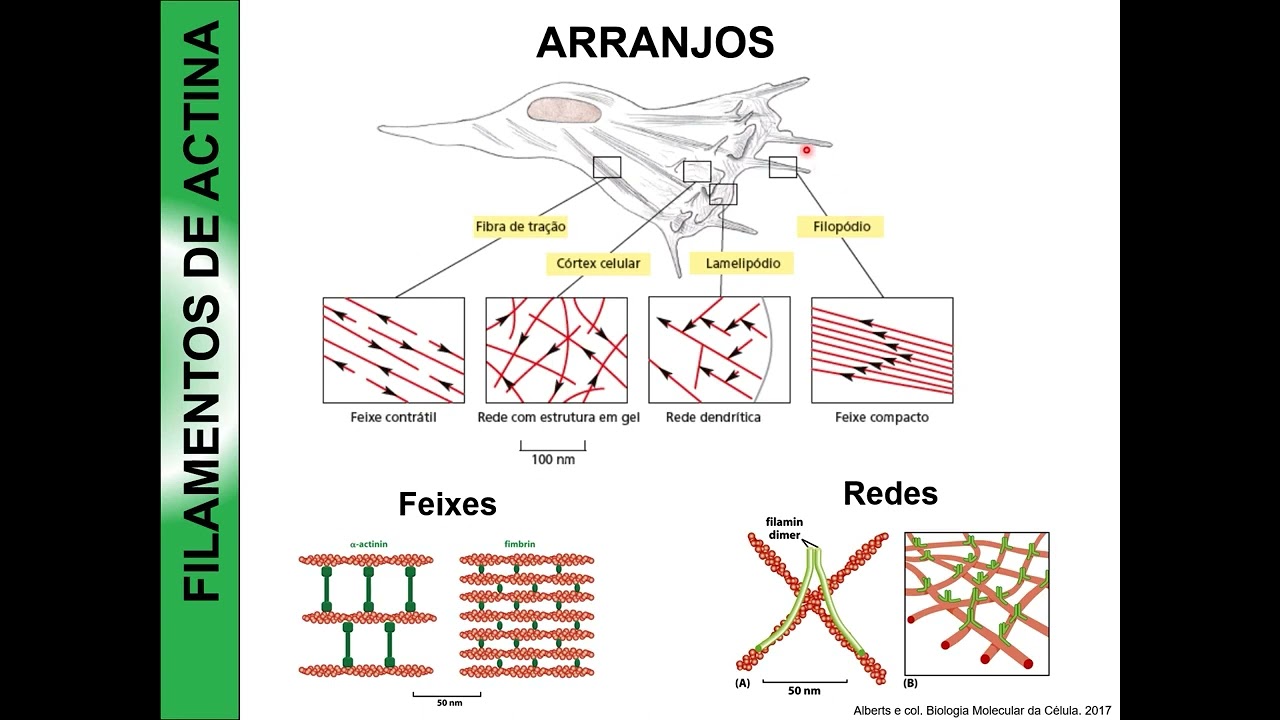 Filamentos de actina