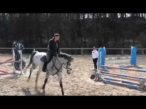 7 jährige Stute von Cornetino ASK x Sophier le Fol