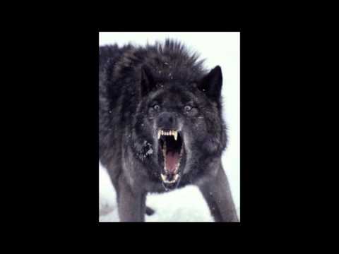 Black Wolf The Insane - The Imp