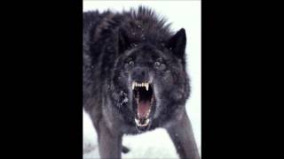 Black Wolf The Insane - The Imp