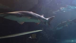 Shark Lagoon at Ripleys Aquarium of the Smokies
