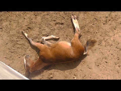 What happened to our house kids/beautiful pigeons video/Jutt 271/21 October 2023