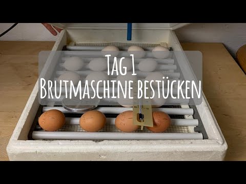Projekt Hühnerhaltung: Tag 1 - Brutmaschine bestücken 🥚🐣🐥|| Die GartenFarm