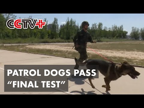 Patrol Dogs Perform Perfectly in Their Final Exam