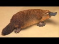 The Call Of The Platypus