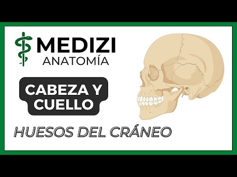 Anatomía de Cabeza y Cuello - Huesos de la cabeza (Cráneo)
