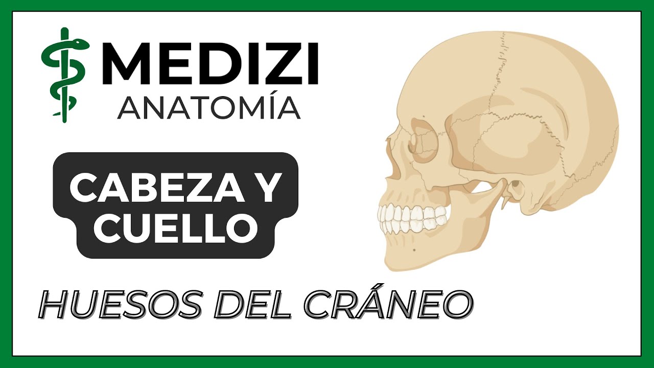 Anatomía de Cabeza y Cuello - Huesos de la cabeza (Cráneo)