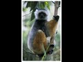 Be The Creature Lemurs