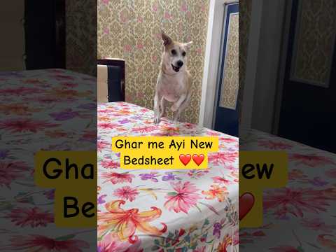Ghar me ayi new bedsheet #viral #comedy #funny #shorts #ytshorts #chunchun #shortvideo #trending #yt
