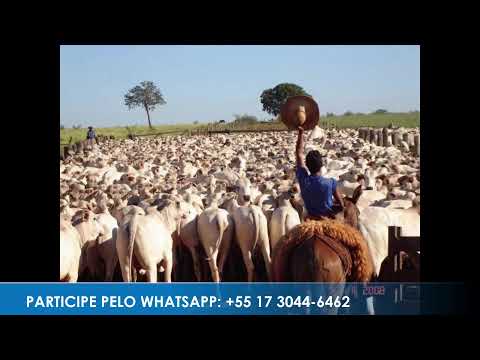 Programa: Caminho da Roça - 26/05/26 - Parte 1 - Apresentação: Paulinho