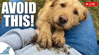 How To STOP Your Dog From Jumping Up!