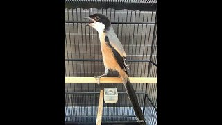 Download lagu Burung cendet/pentet isian kasar dan unik cocok untuk masteran mp3