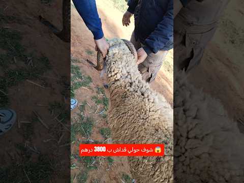 سوق احد سبع عيون اليوم شوف حولي قداش ب 3800 درهم 😱 #سوق #خروف #اكسبلور #ثمن #تيك_توك #عيد_الاضحى