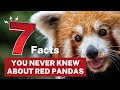 7 Facts You Never Knew About Red Pandas!