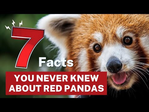 7 Facts You Never Knew About Red Pandas!