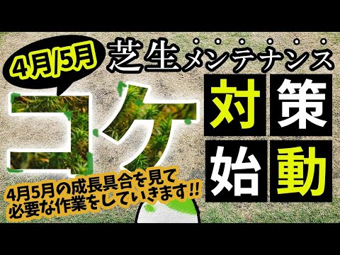 芝生からコケを取り除いたほうがいいでしょうか？その理由と方法: どのような治療法ですか?  庭園