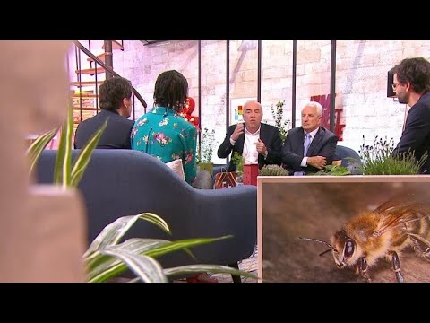 , title : 'Comment faire revenir les abeilles dans mon jardin ? - La Quotidienne'