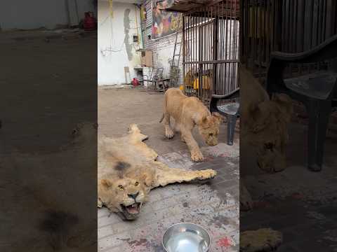 Miss you so much simba😭#ytshorts #petlover #shorts #lion #simba #youtubeshorts #india #viral #yt