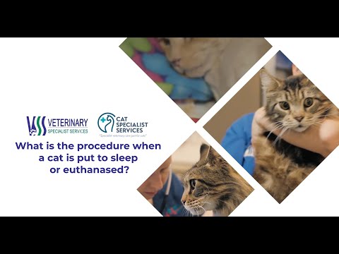 What is the procedure when a cat is put to sleep or euthanased?