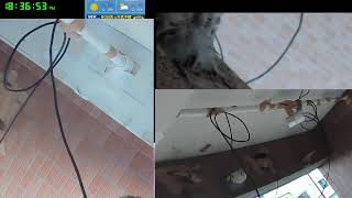 【ツバメさんSwallow】20230723黒ゴマ団子(´・ω・｀)巣立ち3羽今日も戻ってきてくれたWild birds