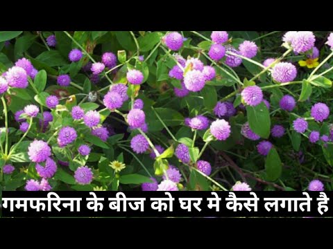 97.How to grow Gompherena flowers from seeds (Easily) Shama's gardening