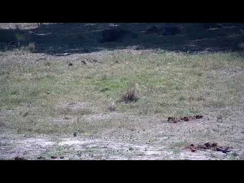 Djuma: Warthog mud wallowing - 10:42 - 10/05/2022