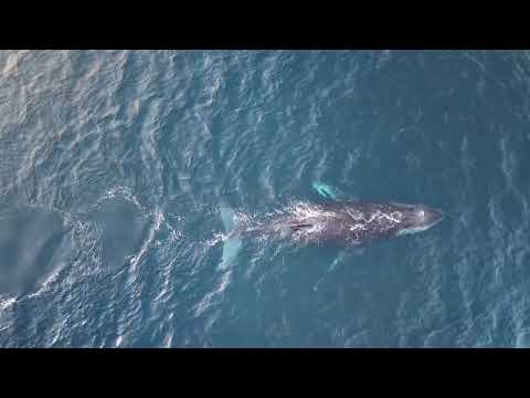 Whale, sardines, dolphins and seagulls at Leisure bay - unscripted