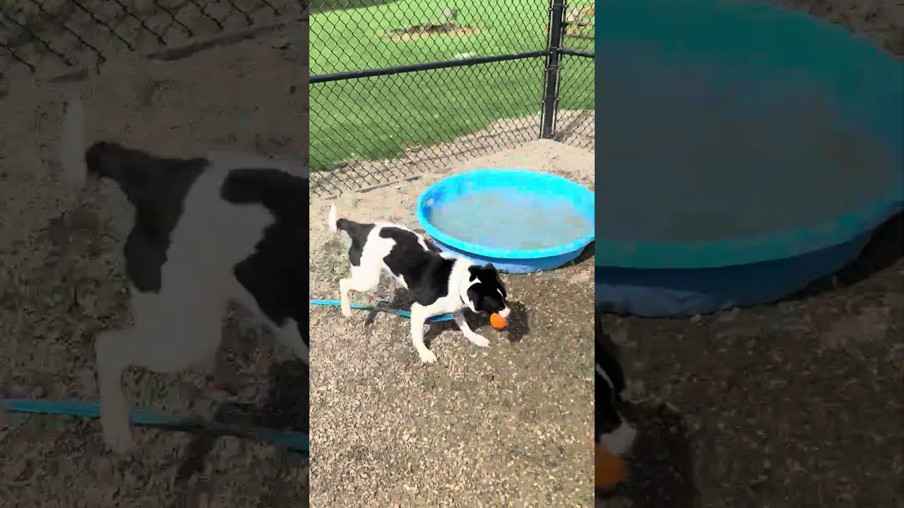 Enlarge Melvin, a Adoptable mixed breed in Columbia Station, OH video 6/6