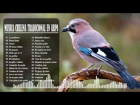 MUSICA CHILENA TRADICIONAL EN ARPA   MUSICA INSTRUMENTAL CON GRANDES ARPISTAS DE CHILE