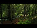 Nature Calm Music Beautiful Relaxing Music Stress Relief Meditation Music Sleep Music MICC ON