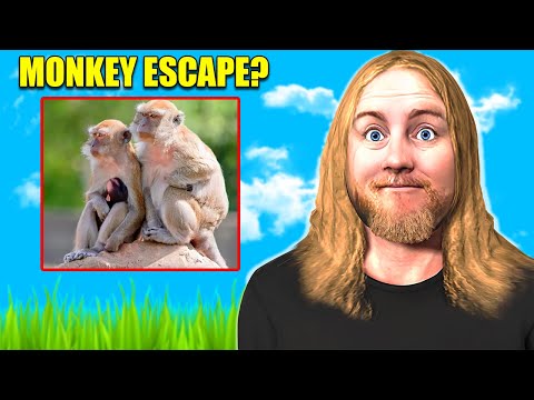 MONKEY ESCAPE IN SOUTH CAROLINA???