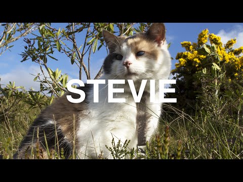 Stevie The Cat Climbs A Mountain