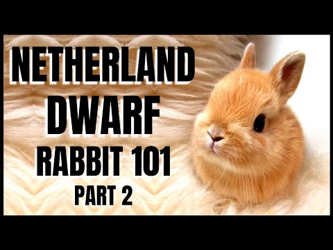 Netherland Dwarf Rabbit 101: Part 2