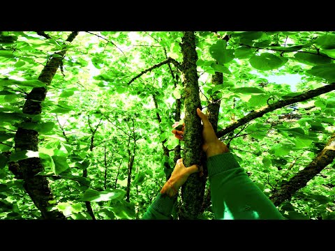 4K POV CLIMBING LIKE A MONKEY ON A TREE (without safety equipment)