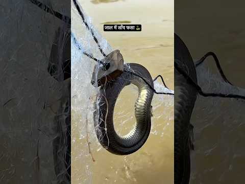 जाल में साँप फस गया 🐍 #fishing #sanck #villagfishing #shorts