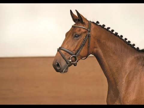 18 | Nordfriese v. Nekton - Lord