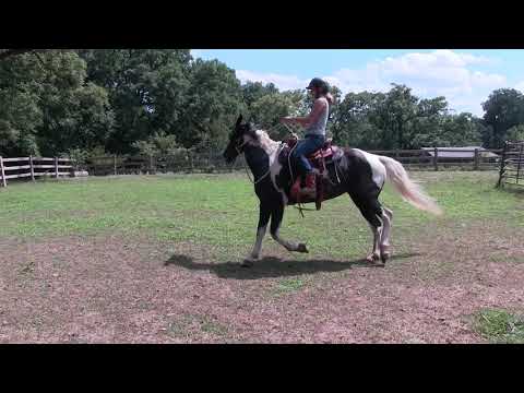 YouTube video about: How to stop a horse pacing in the field?