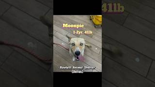 Video preview image #1 Carolina Dog-Unknown Mix Puppy For Sale in Rowlett, TX, USA