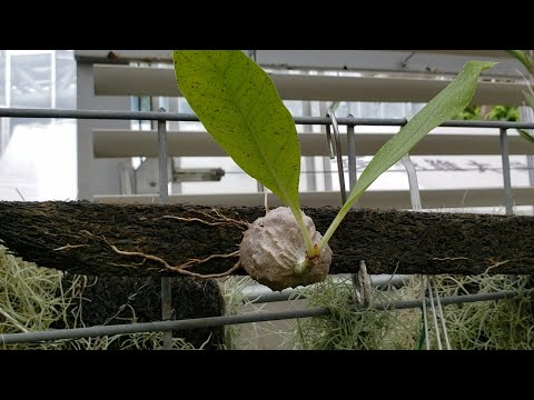 The ant-house plant!