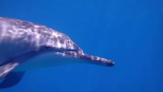 イルカの声が聴こえるの蒼い海の中