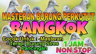 Download lagu Masteran Burung Perkutut Bangkok || Suara Burung Perkutut Bangkok mp3 Download lagu Masteran Burung Perkutut Bangkok || Suara Burung Perkutut Bangkok mp3