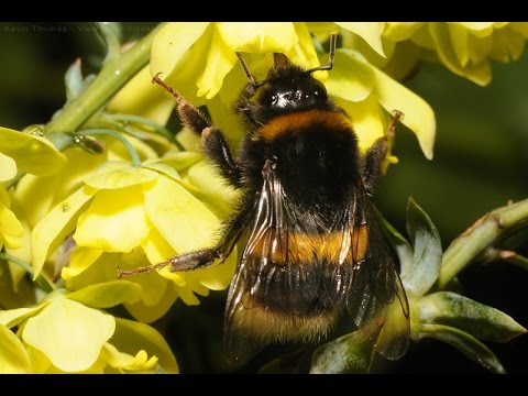 Winter Bumblebees