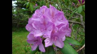 In Between Dances -  Bev Cheverie