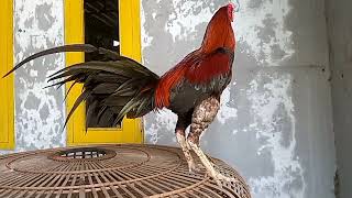 Download lagu How to Improve the Breath of Young Chickens mp3