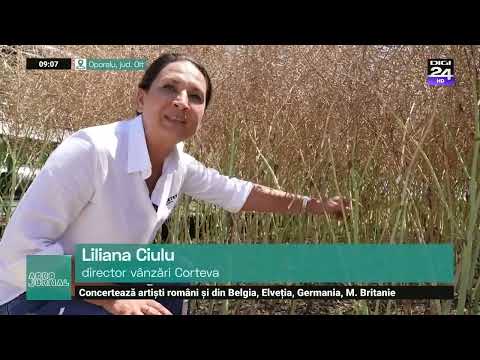 Corteva: Rapița PT303 și PT298, hibrizi de genetică americană cu peste 4 tone pe hectar #digi24