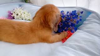 カニンヘンダックスフンドの動画01