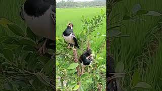 Download lagu Nemu burung jalak suren pinggir sawah mp3