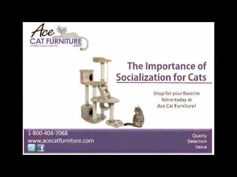 Cat Socialization (the importance of).mov