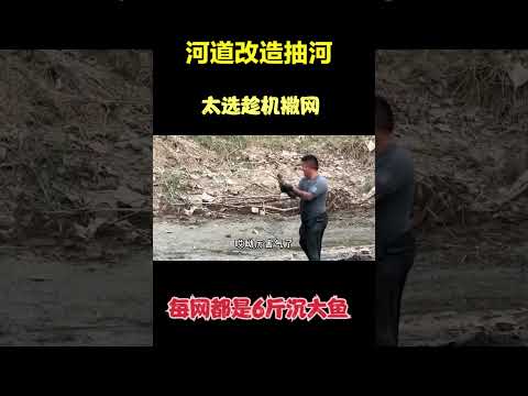 工程队拖拉机抽河，太选趁机去撒网，逮的都是6斤沉的大鱼，爽爆 #撒网捕鱼 #抽水抓鱼 #逮鱼 #抓鱼