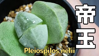Pleiospilos nelii プレイオスピロス 帝玉 | 品種紹介